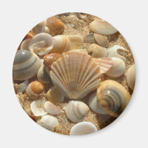 Beach Muscheln Magnet