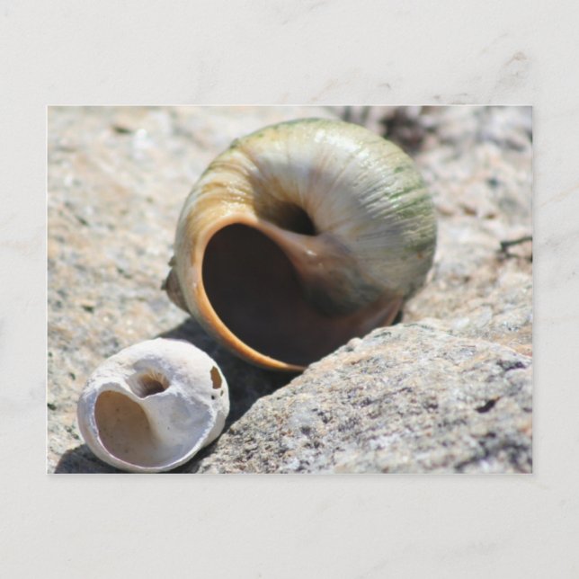 Beach Muscheln Postkarte (Vorderseite)