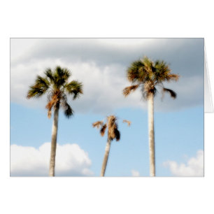 Beach Palm Trees