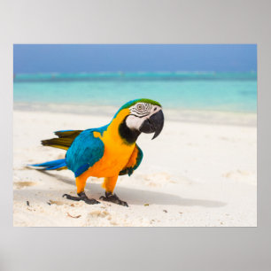 Beach Parrot Poster