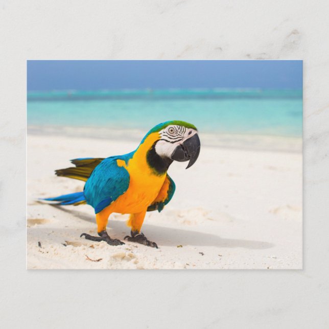 Beach Parrot Postkarte (Vorderseite)