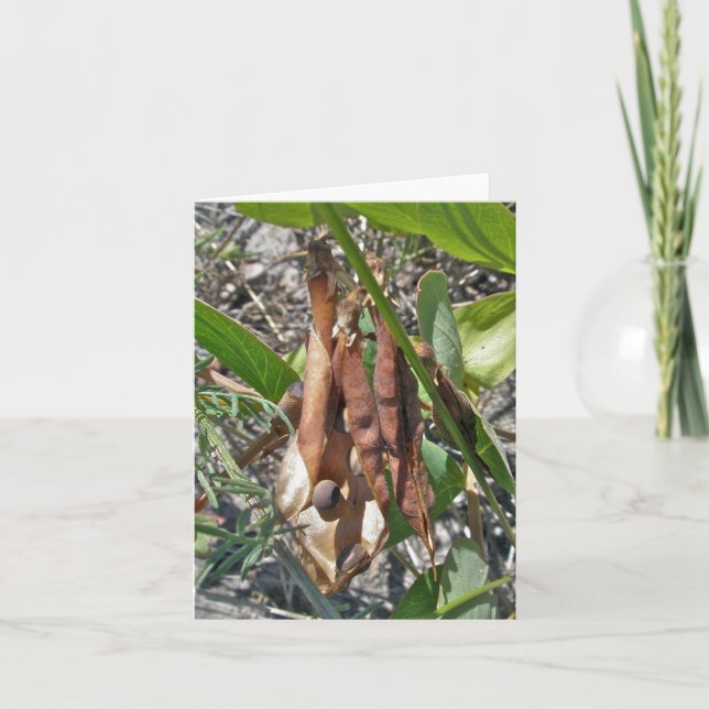 Beach Peed Seed Pods Note Card Karte (Vorderseite)