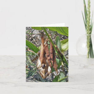 Beach Peed Seed Pods Note Card Karte