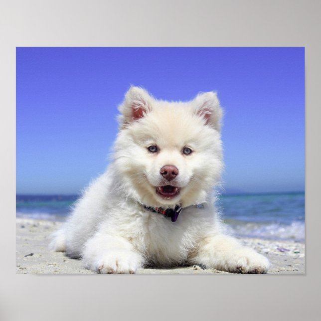 Beach Puppy Dog Fluffy White Animal Summer Fotogr Poster (Vorne)