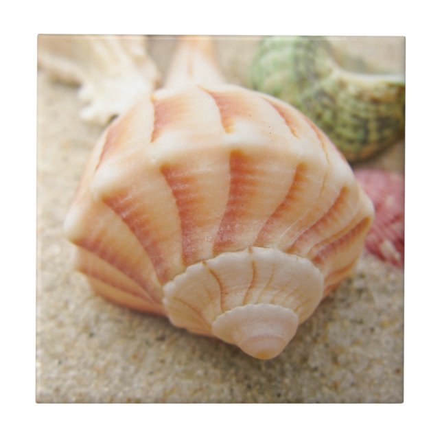 Beach Seashell Foto Fliese (Vorderseite)
