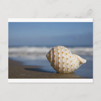 Beach Seashell Postkarte