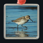 Beach Shorebirds Szene - Dunlin Ornament Aus Metall<br><div class="desc">Dieses Strandvogeldekor verfügt über ein Dunlin-Foto. Die kleine Düne ist einer der bekanntesten Ufervögel des Atlantiks. Dunlins liegen an Küsten- und Küstenstränden,  oft mit Sandburgen,  Wilets,  Liebhabern und anderen Sandpisten. Die Dunlins werden von Vogelbeobachtern,  Strandproduzenten,  Sonnenanbetern und anderen besucht.</div>