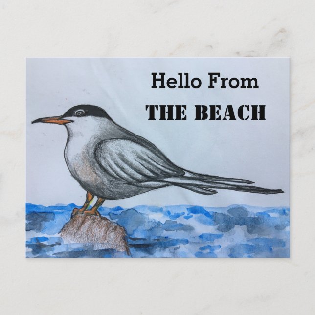 Beach Tern Seagull Hallo Postcard Postkarte (Vorderseite)