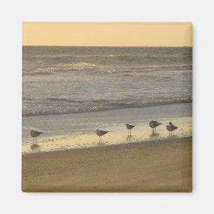 Beach Terns Birds Sunrise Ocean Fotografy Magnet