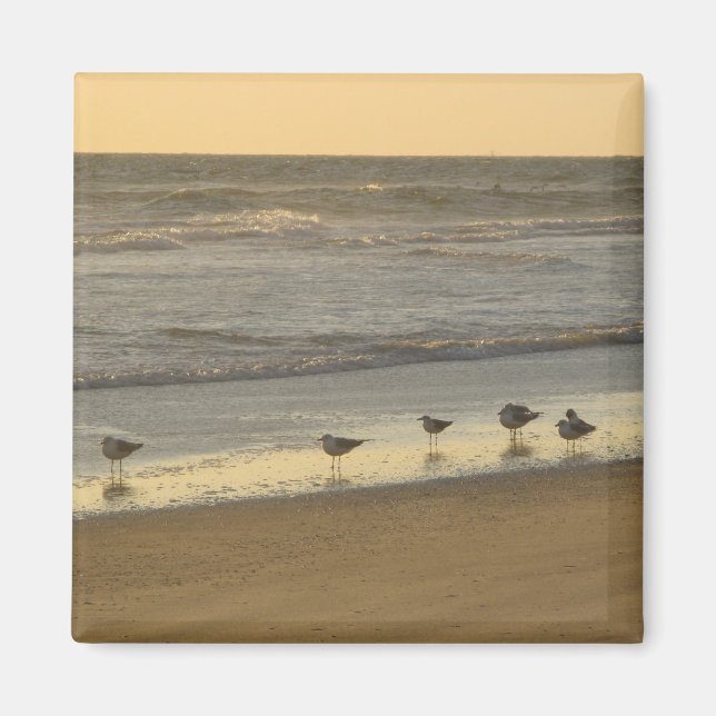 Beach Terns Birds Sunrise Ocean Fotografy Magnet (Vorne)