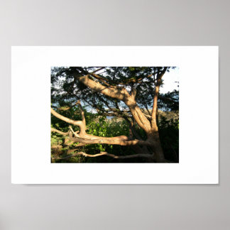 Beach Tree, Ogunquit, Maine Poster