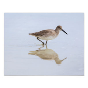 Beach Willet Fotodruck