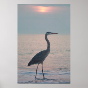 Beachcoming Heron Poster