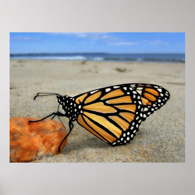 Beached Butterfly von TDGallery Poster (Vorne)