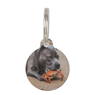 "Beachside Pals: Ein Staffy und sein Krabbenbeglei Haustiermarke