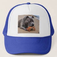 "Beachside Pals: Ein Staffy und sein Krabbenbeglei