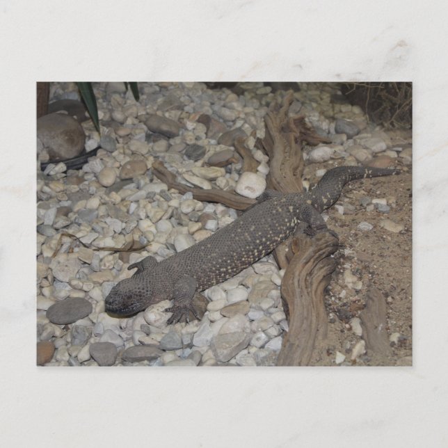 Beaded Lizard # 1 Postkarte (Vorderseite)