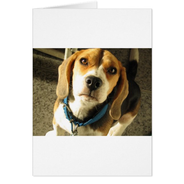Beagle (Vorne)