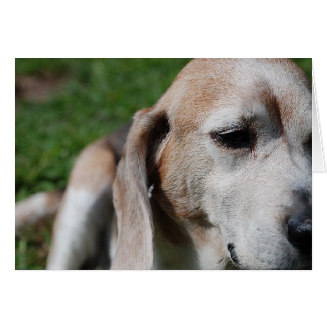 Beagle (Vorderseite (Horizontal))