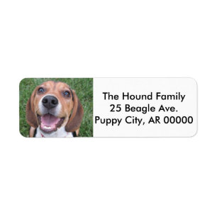 Beagle