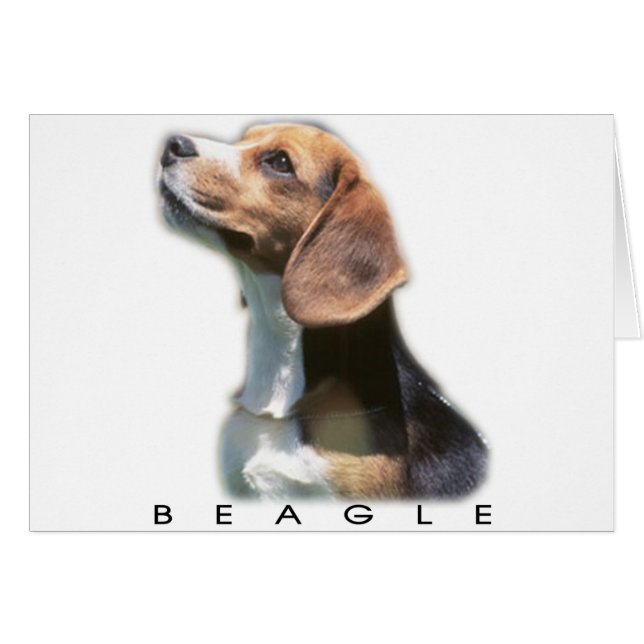 Beagle (Vorderseite (Horizontal))