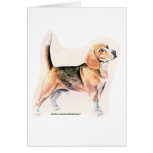 Beagle