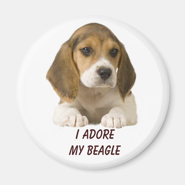 Beagle Adore Magnet (Vorne)