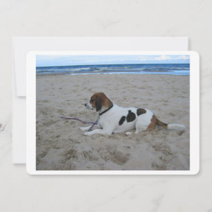 Beagle am Strand.png