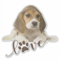 Beagle