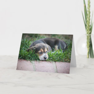 Beagle-Baby auf Gras Karte