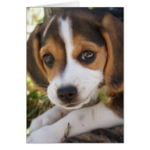 Beagle Baby Dog