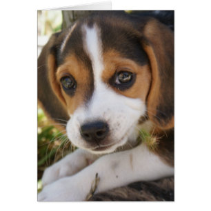 Beagle Baby Dog