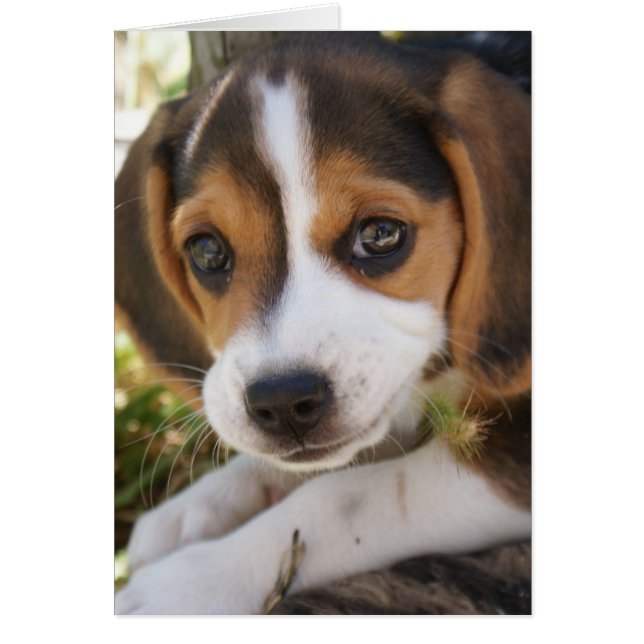 Beagle Baby Dog (Vorne)