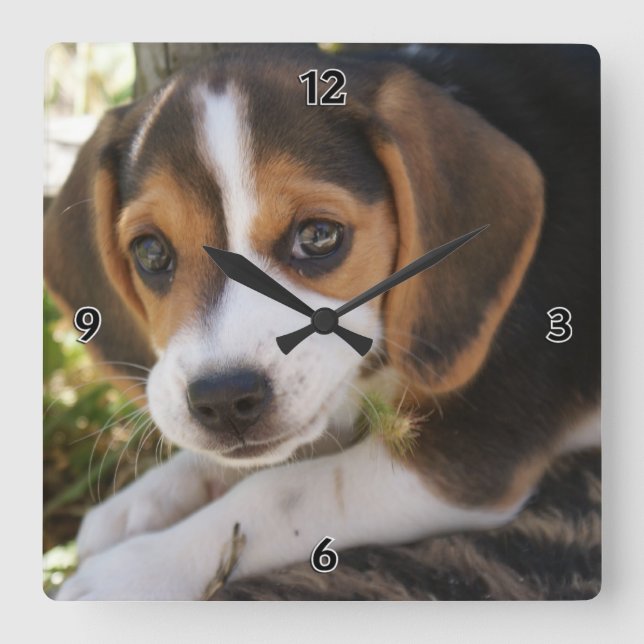 Beagle Baby Dog Quadratische Wanduhr (Vorderseite)