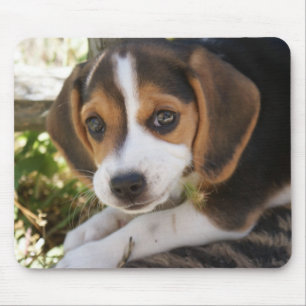 Beagle-Baby-Hund Mousepad