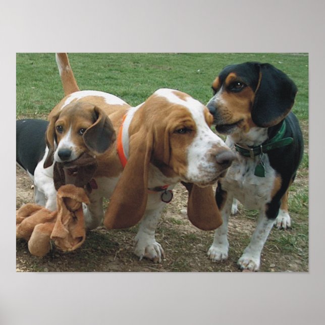 Beagle & Basset Hound Freunde Poster (Vorne)