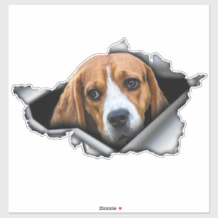 Beagle, Beagle-Magnet, Beagle-Aufkleber Aufkleber