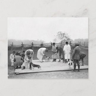 Beagle beurteilen, 1914 postkarte