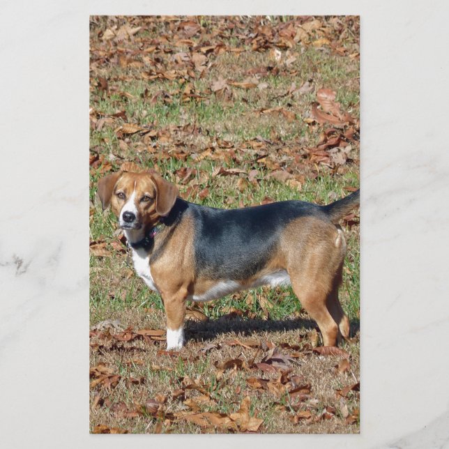 Beagle Briefpapier (Vorderseite)