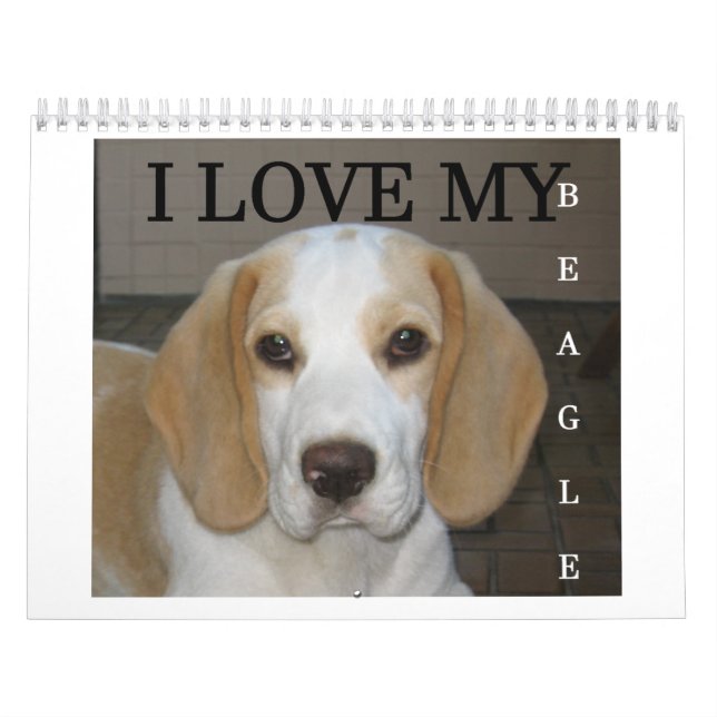 Beagle Calender Kalender (Titelbild)