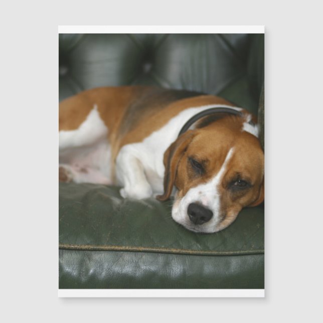 Beagle chilling.png magnetkarte (Vorderseite)