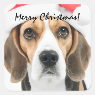 Beagle Christmas Square Sticker