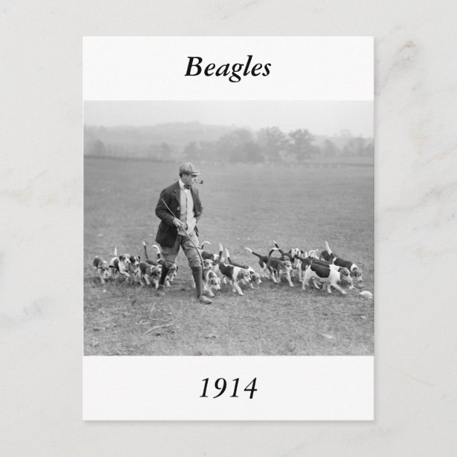 Beagle Club, 1914 Postkarte (Vorderseite)