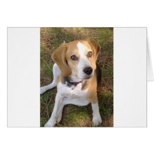 Beagle, der 2.png
