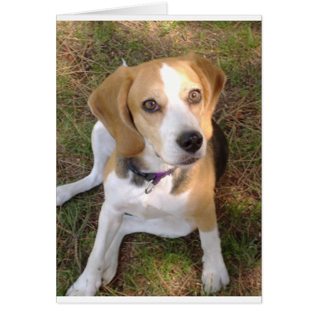 Beagle, der 2.png (Vorne)