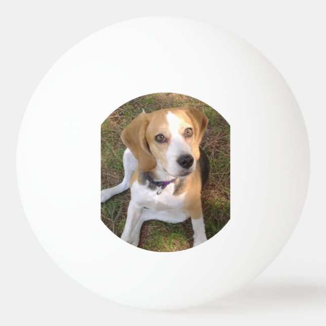 Beagle, der 2 sitzt tischtennisball (Vorderseite)