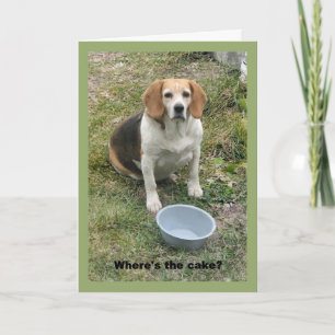 Beagle, die von ihrem Futternapf aufblickt. Karte