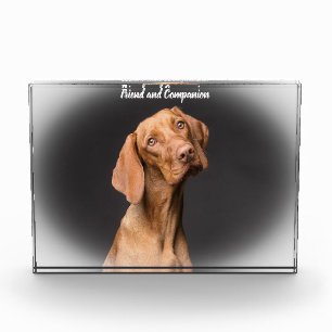 Beagle Dog Fotoblock