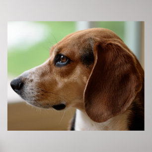 Beagle Dog Portrait Poster