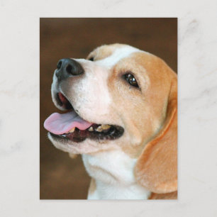 Beagle Dog Postkarte
